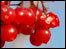 Red berries