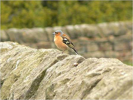 Chaffinch