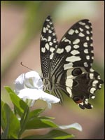 Local wildlife of the island of Manda