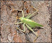 An insect on a tree