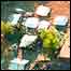     شہر