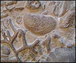 Close up of fossil pizza