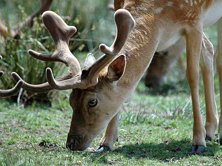 Deer