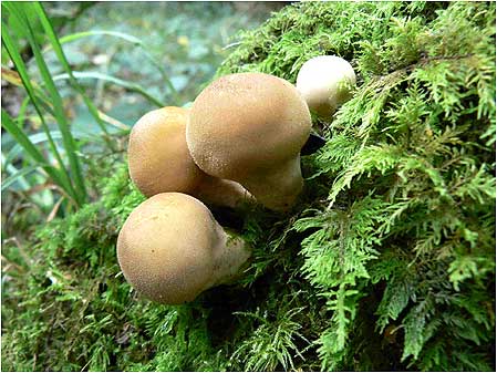Puffballs