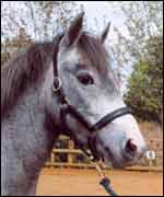 Adopt a pony