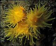 Sunset cup corals, Lundy (Natural England)