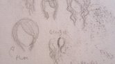 Hair