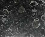Brachiopods