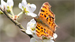 A comma butterfly in Cardiff by Katie White