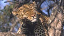Shadow the leopard leopard up a tree