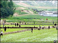 Plantação de arroz na Coréia do Norte (foto de arquivo)