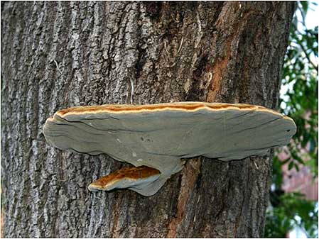 Fungi