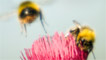 Male bumblebees by Richard Wilson
