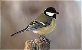 A great tit