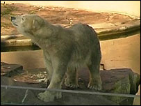 A ursa Vera