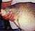 Pysgota