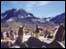 Alpacas in Andes