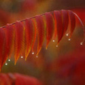 Rhus, Sumach