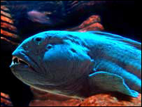 Peixe-lobo