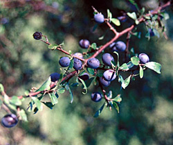 Blackthorn fruits