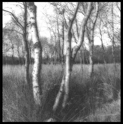 Silver birch trees Between the Hillhead at C'dawson and Knockloughrim