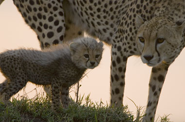 Toto the cheetah cub with his mother