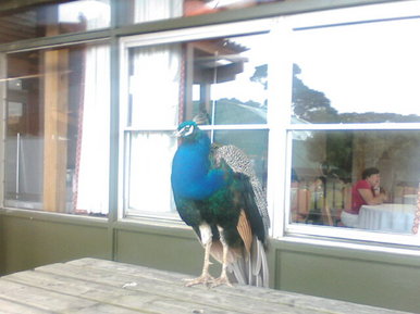 The lonely peacock