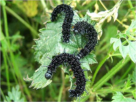 Caterpillars
