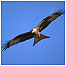 Walking Index (Image: Bird of prey c/o RSPB Images/Gomersall)