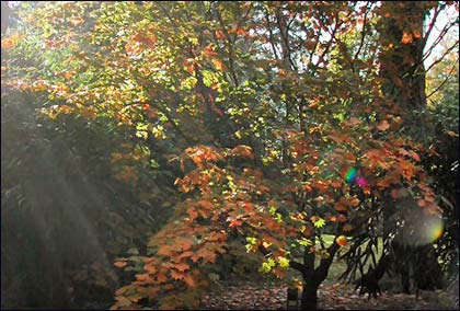 Autumn in Arley Arboretum by Valerie Bradley