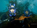 Weedy sea dragon off  Tasmania