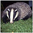 Woods index (Image: Badger)