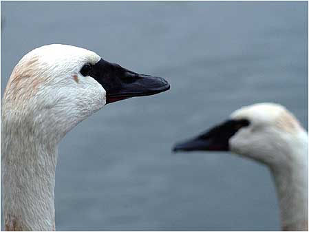 Swans