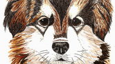 Malamute Puppy...