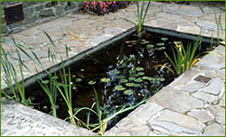 Water Feature