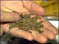 Maconha