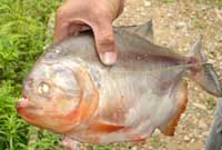 Pirana