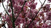Cherry Blossom...