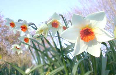 Daffodils - by Don Anderson