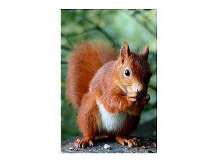 Red Squirrel
