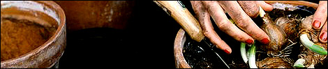 Colin recommends Terra Cotta pots