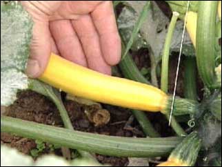 A yellow courgette