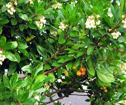 Arbutus unedo