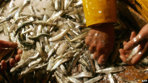鯷魚