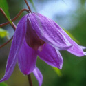 Clematis 'Helsingborg', Alpina group clematis
