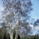 Betula pendula, Silver birch