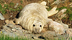 Young Grey Seal Pups