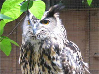 Kiki the owl