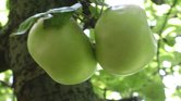 The twin apples...