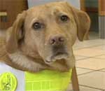 Guide dog Nisha